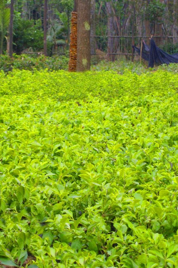 hth·华体